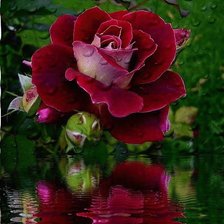 Схема вышивки «№106777»