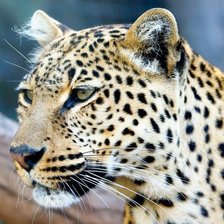 Схема вышивки «№106812»