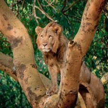 Схема вышивки «№106820»