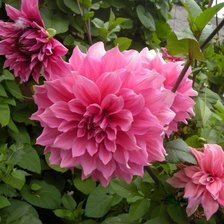 Схема вышивки «№106839»