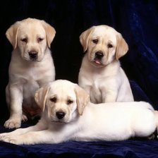 Схема вышивки «№106855»