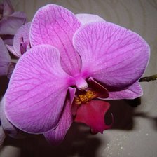 Схема вышивки «№106858»