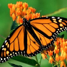 Схема вышивки «№106864»