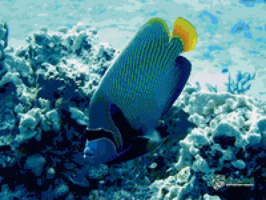 Красное море - море, рыбы - предпросмотр