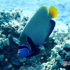 Схема вышивки «Красное море»