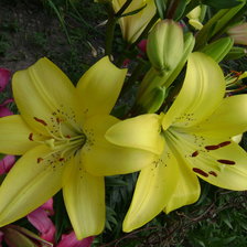 Схема вышивки «лилии»