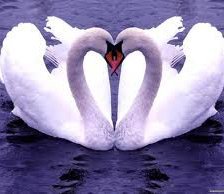 Схема вышивки «лебеди»