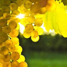 Схема вышивки «Виноград»