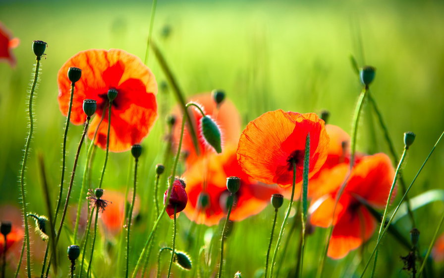 маки - цветы, маки - оригинал