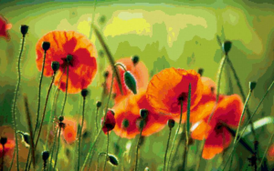 маки - маки, цветы - предпросмотр