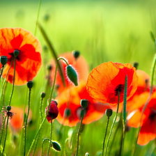 Схема вышивки «маки»