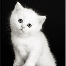 Схема вышивки «Котеночек»