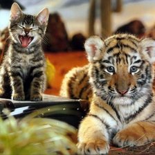 Схема вышивки «Котенок и тигренок»