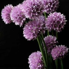 Схема вышивки «Цветы»