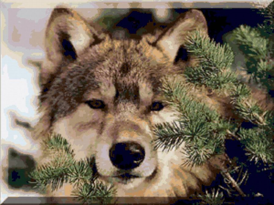 Волк - волки, wolf, звери, хищник, волк, природа. елка, animals - предпросмотр