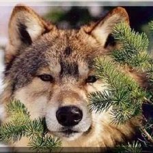 Схема вышивки «Волк»