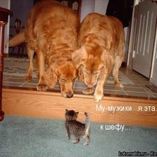 Схема вышивки «Прикол»