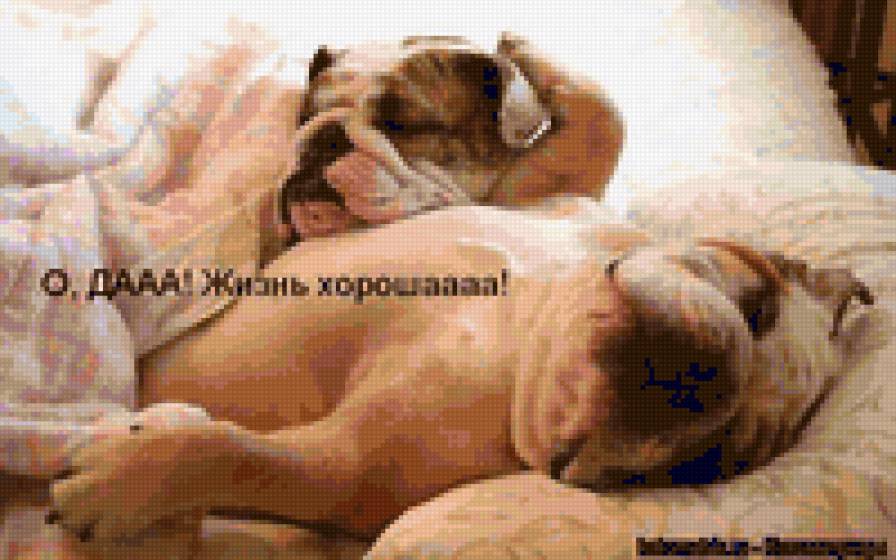 Прикол - юмор - предпросмотр