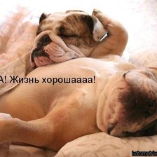 Схема вышивки «Прикол»