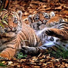 Тигрята