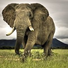 Схема вышивки «Слоник))»