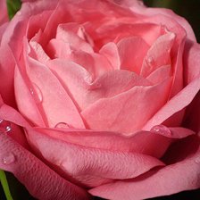 Схема вышивки «Роза»