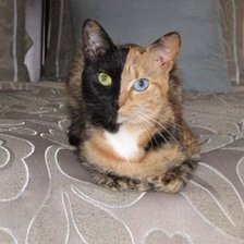 Схема вышивки «№107259»