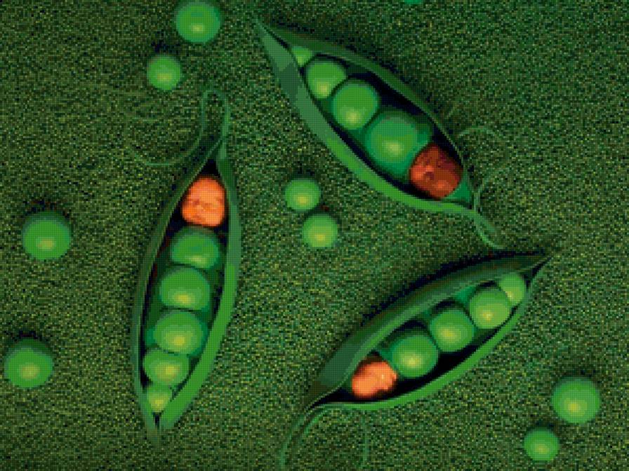 Горошинки - дети, ребенок - предпросмотр