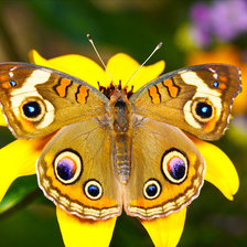 бабочка на цветке