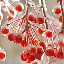 Схема вышивки «Рябина со льдом»