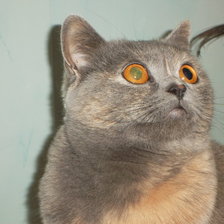 Схема вышивки «марго»