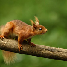 Схема вышивки «Белка»