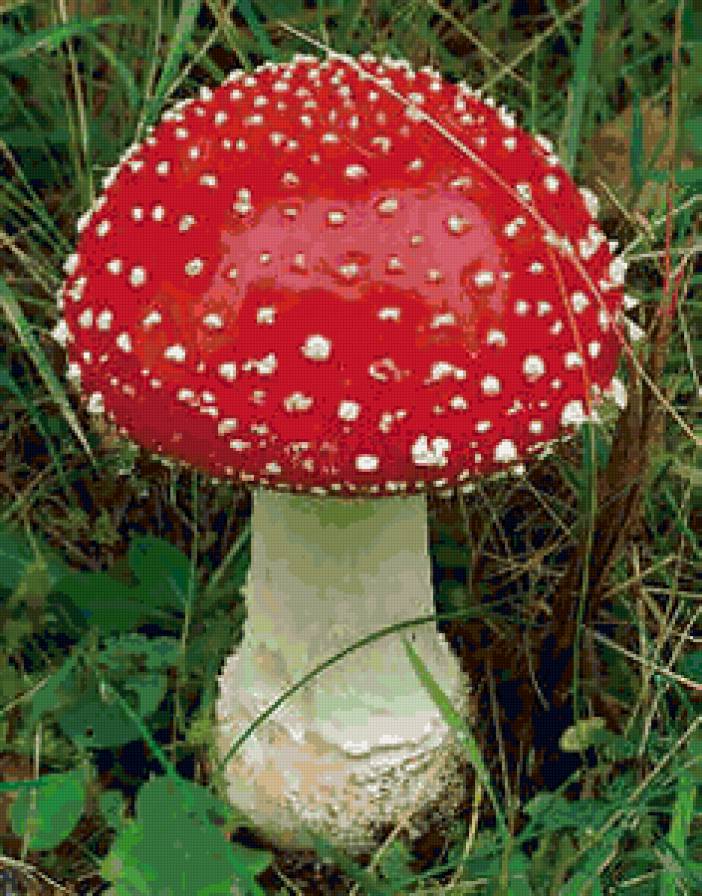 мухомор - природа, мухомор - предпросмотр