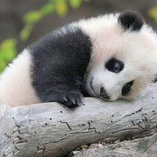 Схема вышивки «Маленькая панда»