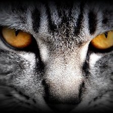 Схема вышивки «Кошка»