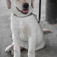 Схема вышивки «Рина»