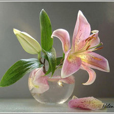 Схема вышивки «Лилия»