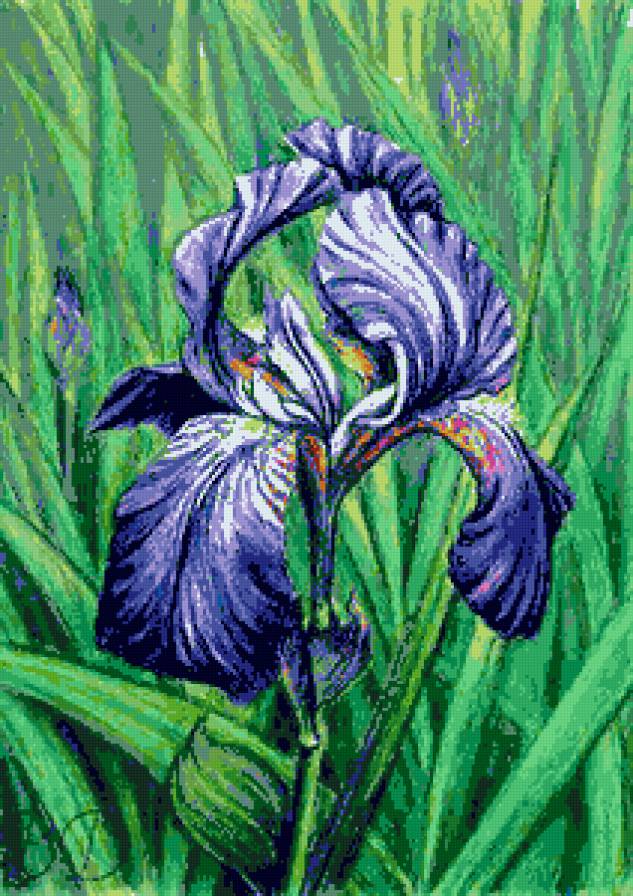 ирис - весенние цветы, ирисы, цветы, нежные лепестки, ирис - предпросмотр