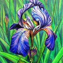 Схема вышивки «ирис»