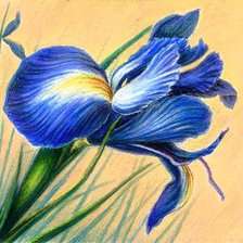 Схема вышивки «ирис»