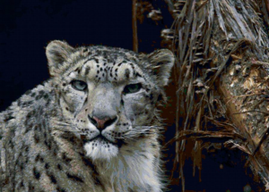 Снежный барс - барс, кошки, животные - предпросмотр