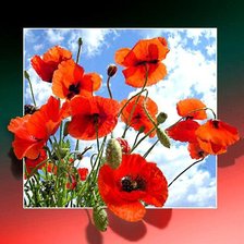 Схема вышивки «маки в рамке»