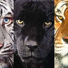 Схема вышивки «моськи»