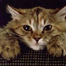 Схема вышивки «Кот»