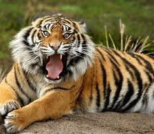 Схема вышивки «Тигр»