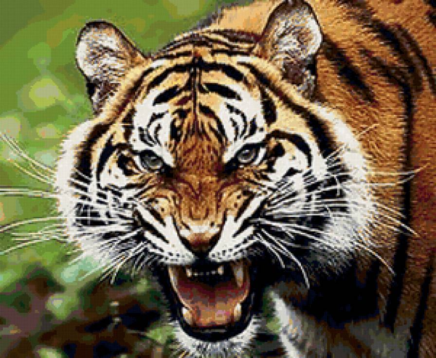 Тигр - кошки, тигры, животные - предпросмотр