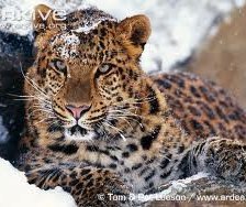 Схема вышивки «Леопард»