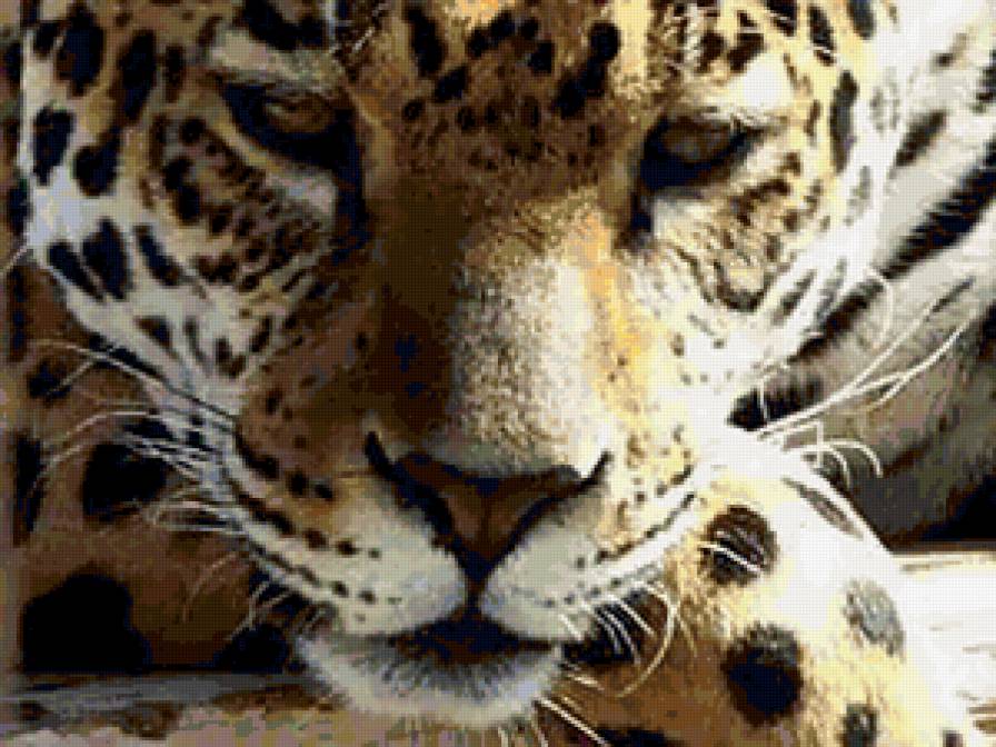 Леопард - кошки, животные, леопарды - предпросмотр