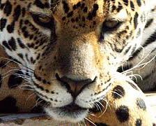 Схема вышивки «Леопард»