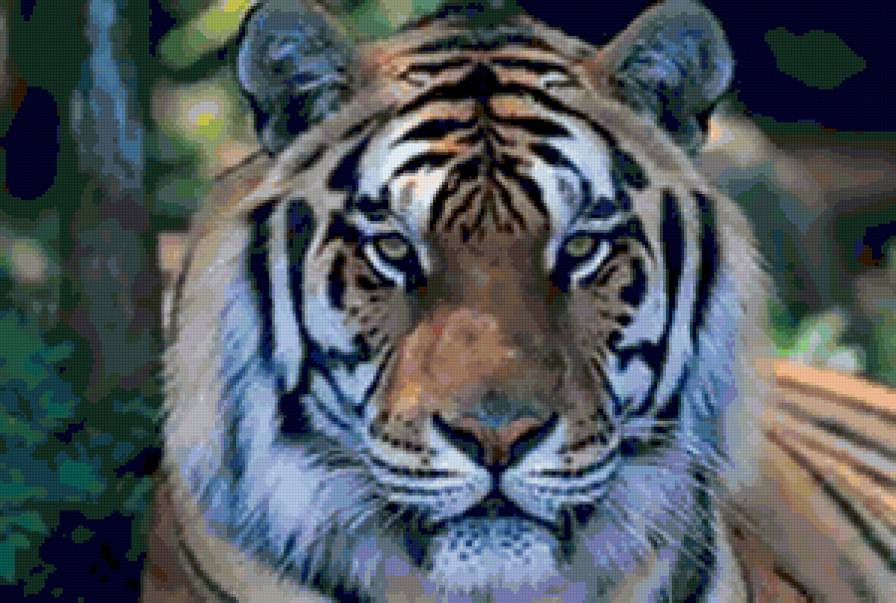 Тигр - животные, тигры, кошки - предпросмотр